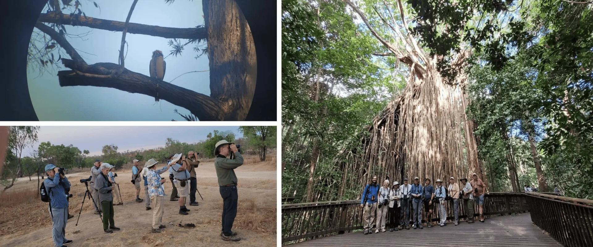 Wet Tropics Birding Day Tour